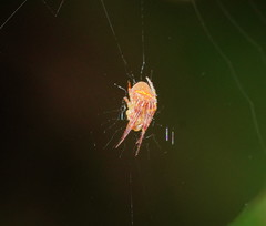 Araneus circulissparsus