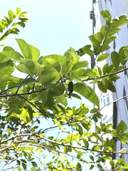 Ilex rotunda microcarpa
