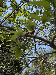 Ilex rotunda microcarpa