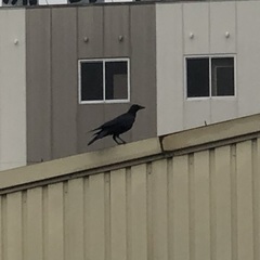 Corvus macrorhynchos