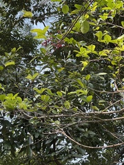 Ilex rotunda microcarpa