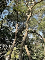 Ilex rotunda microcarpa