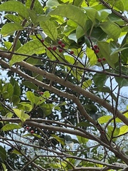 Ilex rotunda microcarpa