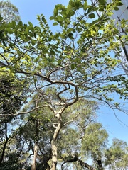 Ilex rotunda microcarpa