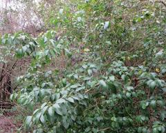 Ligustrum lucidum