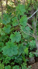 Pelargonium elongatum