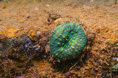 Echinomorpha nishihirai