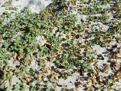 Euphorbia vizcainensis