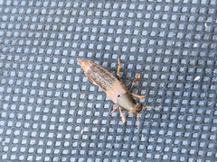 Platydracus mysticus