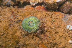 Echinomorpha nishihirai