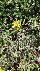 Osteospermum spinosum