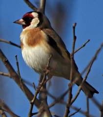 Carduelis carduelis