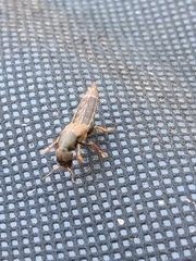Platydracus mysticus