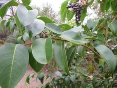 Ligustrum lucidum