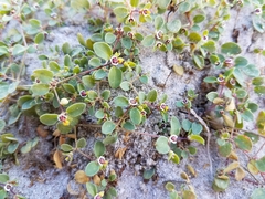 Euphorbia vizcainensis