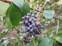 Ligustrum lucidum