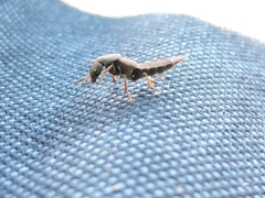 Platydracus mysticus