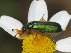 Cerocoma schaefferi