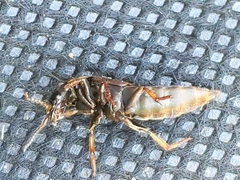 Platydracus mysticus