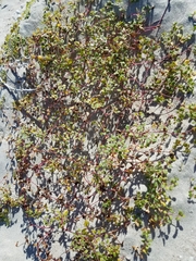 Euphorbia vizcainensis