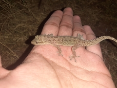 Hemidactylus parvimaculatus