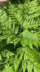 Pteridium pinetorum