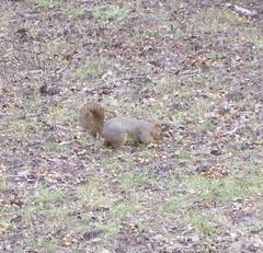 Sciurus niger