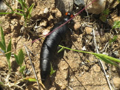 Berberomeloe insignis