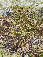 Euphorbia vizcainensis