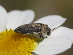 Acmaeoderella flavofasciata pilivestis