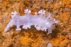 Tritoniopsis elegans