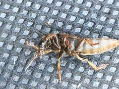 Platydracus mysticus