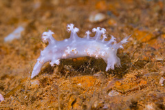 Tritoniopsis elegans