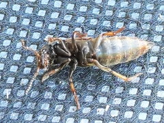 Platydracus mysticus