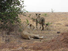 Panthera leo melanochaita