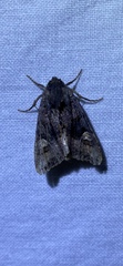 Euplexia benesimilis