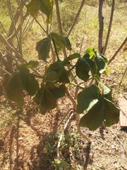 Jatropha mollissima