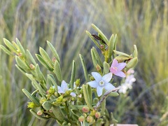 Philotheca queenslandica