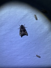 Euplexia benesimilis