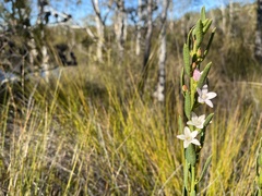 Philotheca queenslandica