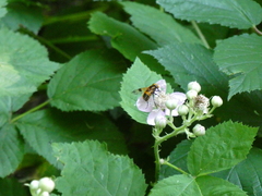 Volucella inflata