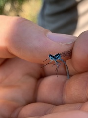 Coenagrion puella
