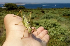 Ephippiger discoidalis