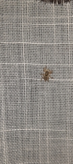 Menemerus semilimbatus