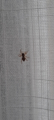 Menemerus semilimbatus