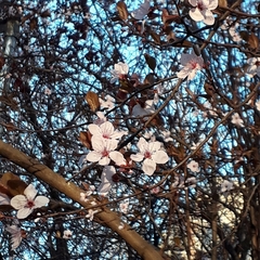Prunus