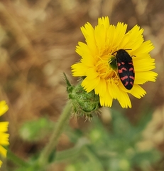 Acmaeodera pulchra