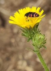 Acmaeodera pulchra