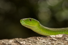 Dendroaspis angusticeps