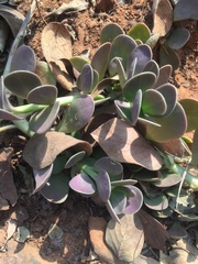 Kleinia petraea